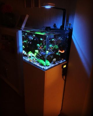 Acuario Marino Beta con Sump