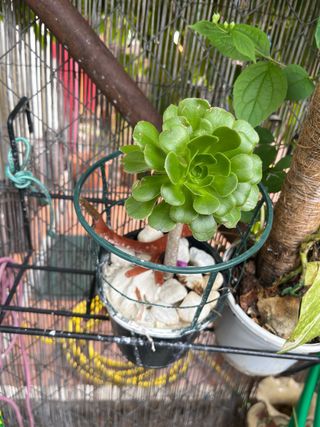 Planta de interior con hojas verdes y amarillas