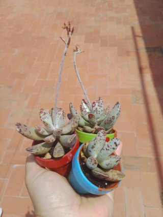 Planta suculenta en maceta barro.