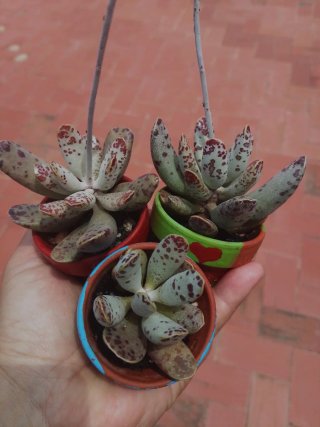 Planta suculenta en maceta barro.