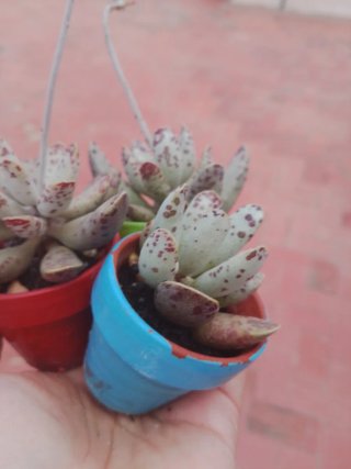 Planta suculenta en maceta barro.