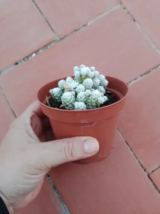 Mamillaria gracilis cactus