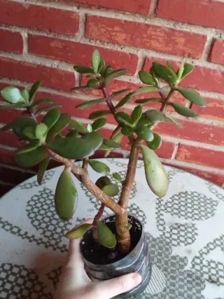 Planta Árbol de Jade