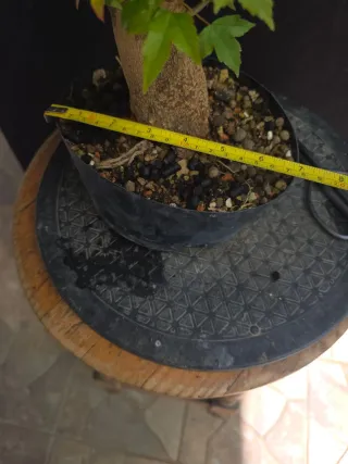 Bonsai burger + Plantón de su especie de regalo