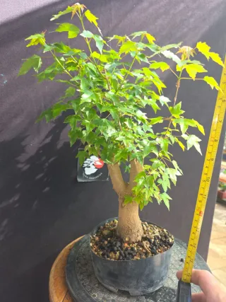 Bonsai burger + Plantón de su especie de regalo