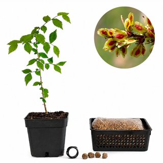 Olmo común | Bonsai Zero URBANO