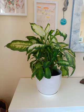 Planta Dieffenbachia de interior