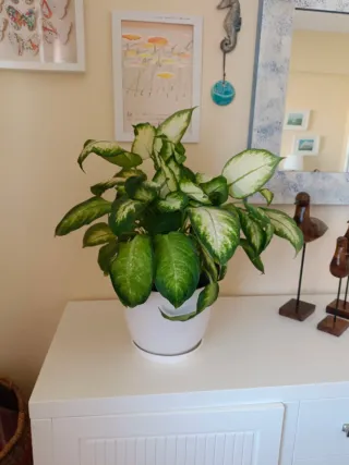 Planta Dieffenbachia de interior