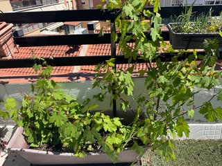 Planta de vid en maceta grande
