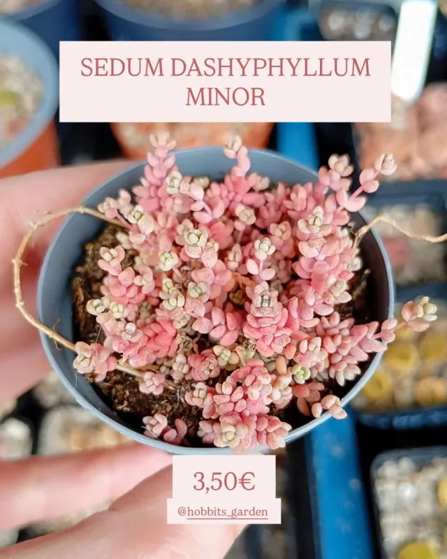 Sedum Dashyphyllum MINOR - Suculentas