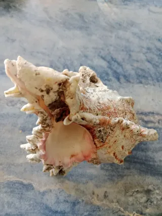 Concha marina semifosil