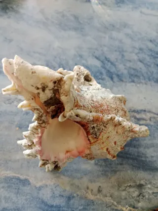 Concha marina semifosil