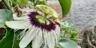 Trabajo de jardinero en comunidad o chalet