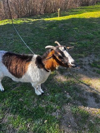 pasea perros en parets del valles