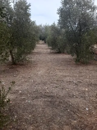 Desbrozado de fincas, terrenos, solares