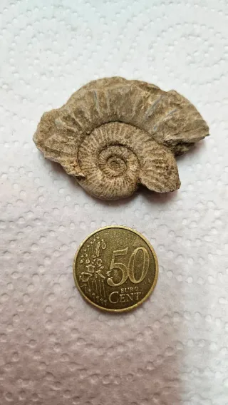 Frammenti Fossili di Ammoniti