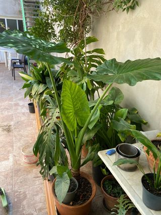 Planta Marquesa, petita.