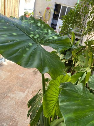 Planta Marquesa, petita.