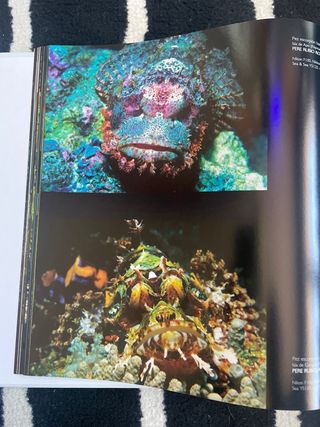 VISION SALVAJE. FOTOGRAFOS 2006 (ACCION PRESS)