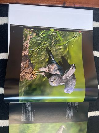 VISION SALVAJE. FOTOGRAFOS 2006 (ACCION PRESS)