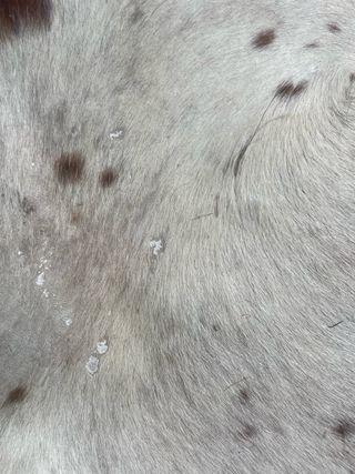 Alfombra Piel Vaca Marrón y Blanca