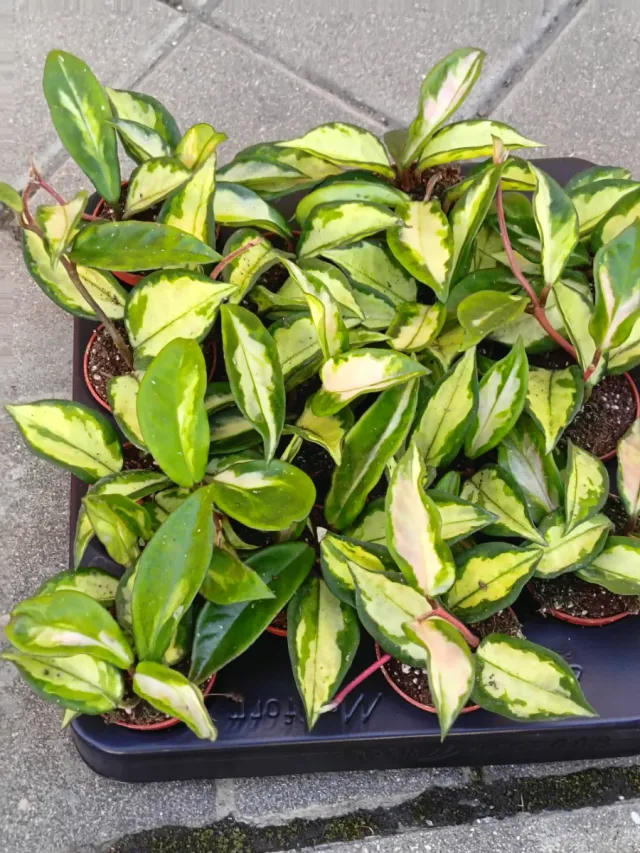 Hoya Krimson Princess Tricolor 7€cada planta