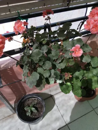 Planta Geranio con muchas flores