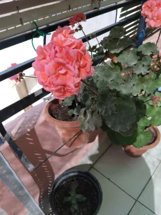 Planta Geranio con muchas flores