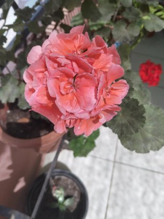 Planta Geranio con muchas flores