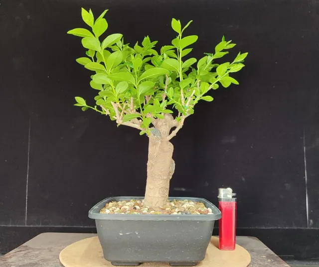 Pre bonsai LIGUSTRUM n1