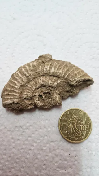 Frammenti Fossili di Ammoniti (3 pezzi)