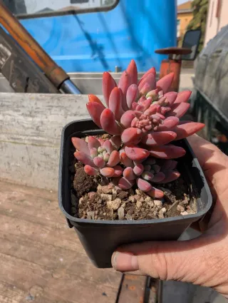 Graptosedum Daniel-San