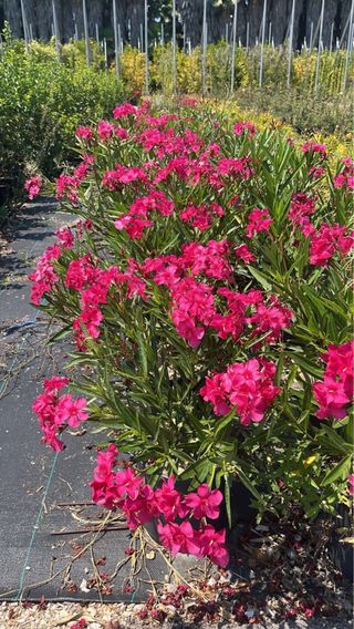 Oleandro Nerium Rosso