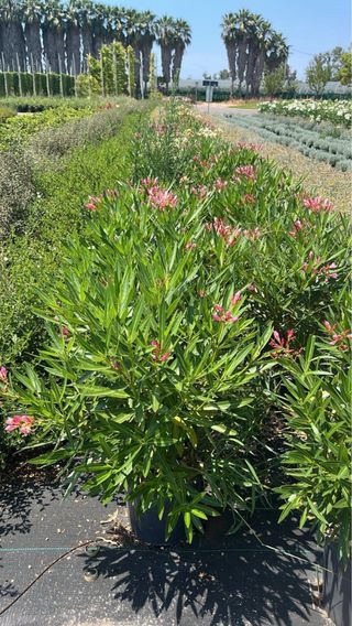 Oleandro Rosa Intenso Nana Nerium