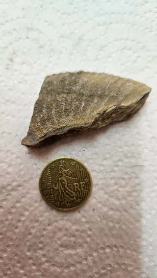 Frammenti di tre fossili di ammoniti