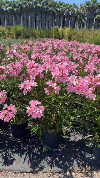 Oleandro Nerium Rosa