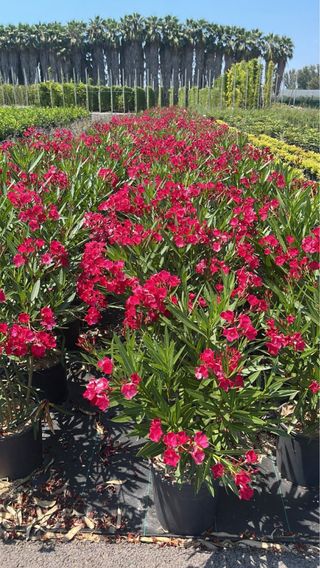 Oleandro Nerium Rosso