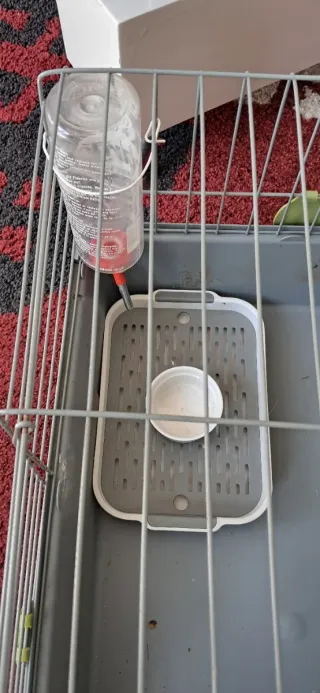 Kit completo para cobaya, conejos, exóticos.