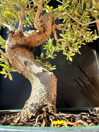 Bonsai Olivo