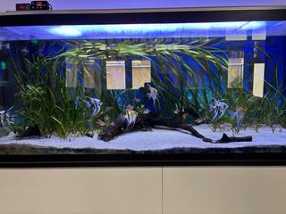 Acuario 450L con filtro y pantalla LED