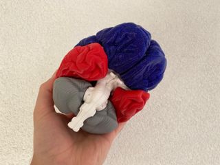 Maqueta cerebro modular 3D