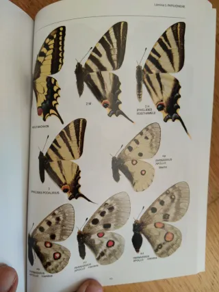Libro de Mariposas de España peninsular ilustrado