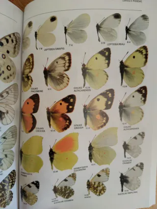 Libro de Mariposas de España peninsular ilustrado