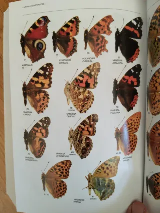 Libro de Mariposas de España peninsular ilustrado