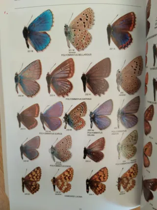 Libro de Mariposas de España peninsular ilustrado
