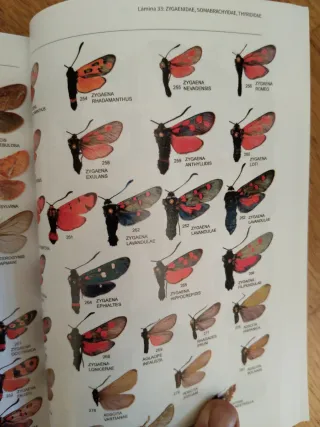 Libro de Mariposas de España peninsular ilustrado