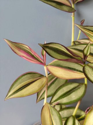 Esqueje Tradescantia zebrina Discolor Quadricolor