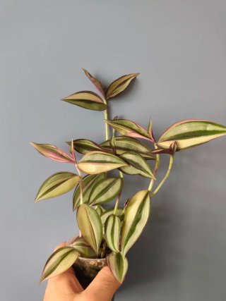 Esqueje Tradescantia zebrina Discolor Quadricolor