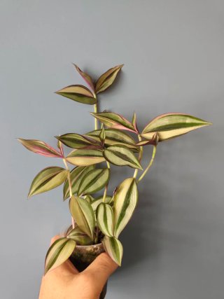 Esqueje Tradescantia zebrina Discolor Quadricolor