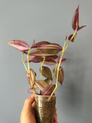 Esqueje Tradescantia zebrina Discolor Quadricolor